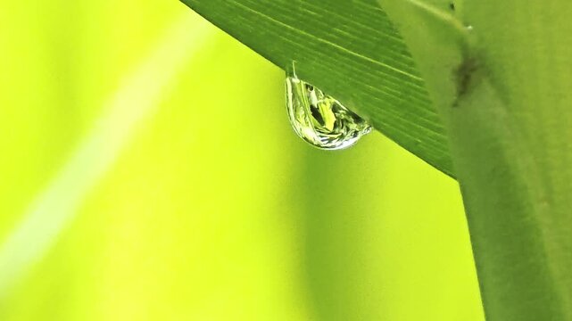 Macro shot of a clear dew drop on a green leaf with natural birds singing sound.