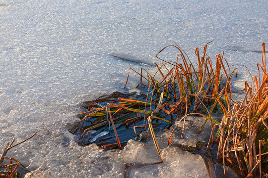 Ice melts on the grass on the shore. Late winter or early spring &ndash; a close-up view of melting snow and ice