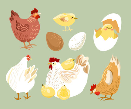 Set of cute farm chickens and chicks, vector illustration of hens and hatching eggs for Easter design

