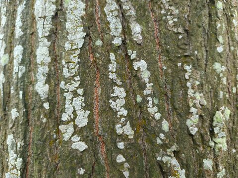 Macro photography of Melia azedarach L, popularly called Chinaberry tree, featuring the rough bark texture with sharp selective focus.