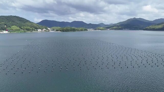 Drone view of an oyster farming area with rows of floating buoys in a calm coastal bay of South Korea. Aquaculture, shellfish farming, marine industry and scenic coastline.