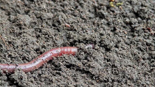 Earthworms living in black soil.