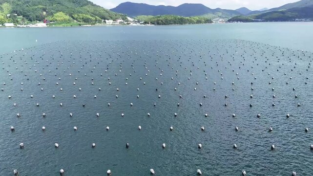 Drone close up view of oyster farming buoys arranged in rows across a calm coastal bay in South Korea. Aquaculture shellfish farming seafood production marine industry coastal landscape.