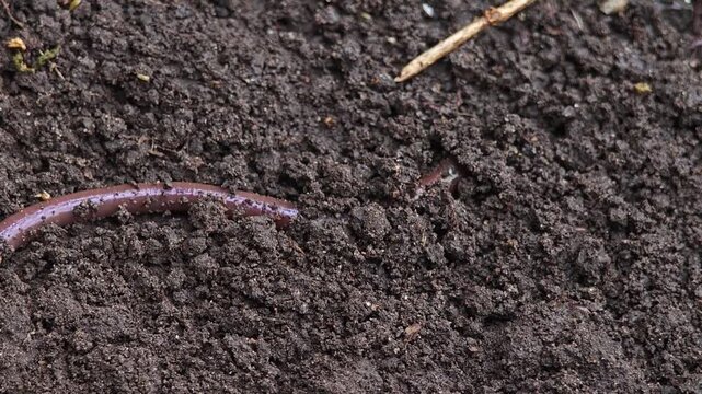Earthworms living in black soil.