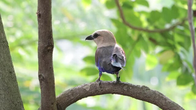 Blue-bellied roller (Coracias cyanogaster) in natural habitat, Close-up Blue-bellied roller (Coracias cyanogaster) perched on a tree branch