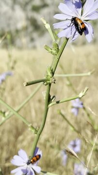 Vibrant Blooming Blue Chicory Flowers Swaying Gently in the Breeze Vertical Video