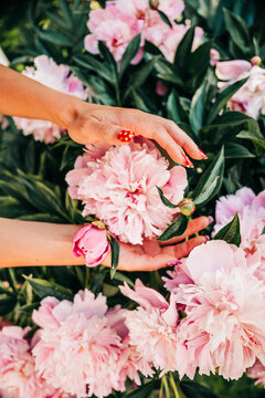 Woman hands with nail art gently touching pink peonies