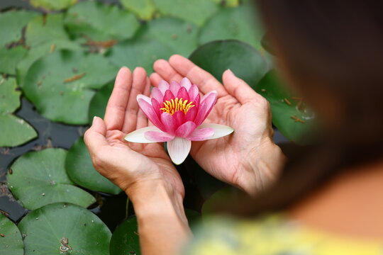 Woman holding a blooming pink water lily in a tropical pond