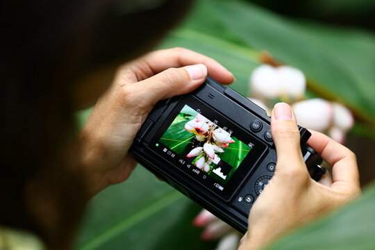 Traveler reviewing tropical flower photos on a digital camera