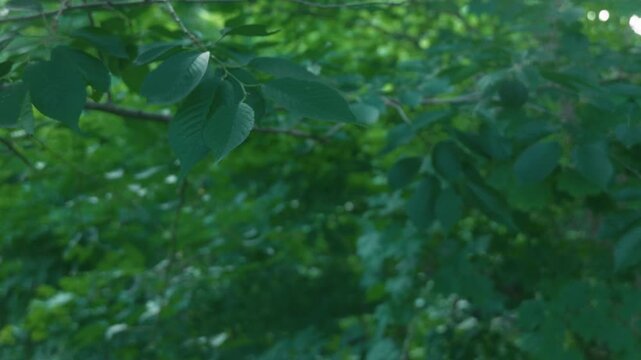 Small branch with black cherries