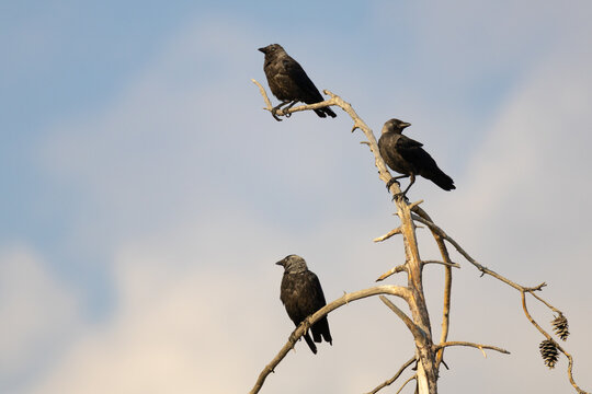 Small flock of Western jackdaws (Coloeus monedula) perched on bare branches of a dead pine tree, Cyprus