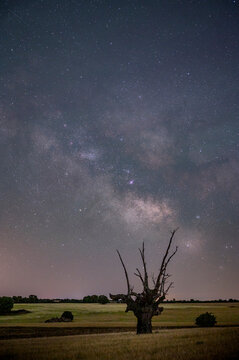Milky Way galaxy shining bright over a solitary dead tree in a r