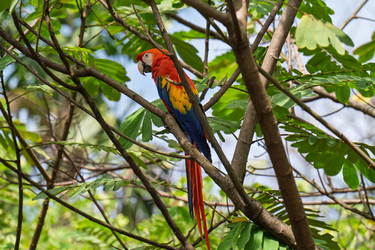 Scarlet Macaw Perched Among Tropical Tree Branches