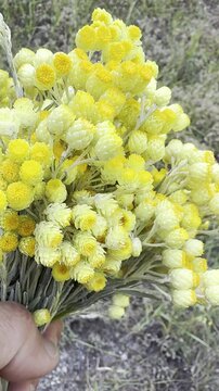Macro View of Vibrant Yellow Gold Flowers