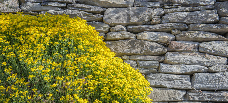 yellow alyssum flowers covering a part of stone wall with copy space on the right