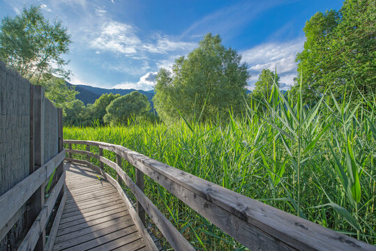 pedestrian wooden bridge crossing in the green  leaves of reeds a  nature reserve in the biotope of Idro lake  in mountain, trento country Italy