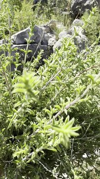 A Handful of Fresh Wild Mountain Rock Thyme