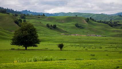 Fototapeta premium Solitary Tree on Rolling Green Hills at Nalati Grassland, Xinjiang, 2022