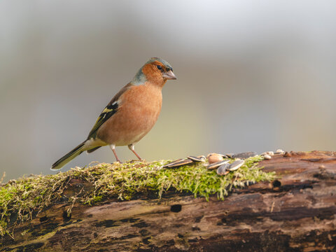 Pinson des arbres ( IA bruit )