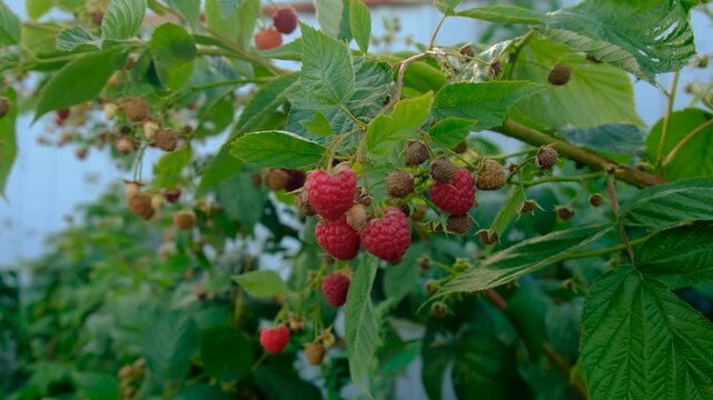 Ripe raspberries on a branch. Selective focus.
