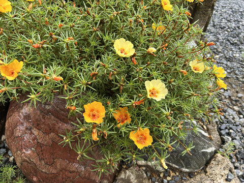 Yellow moss-rose purslane (Portulaca grandiflora) flowers