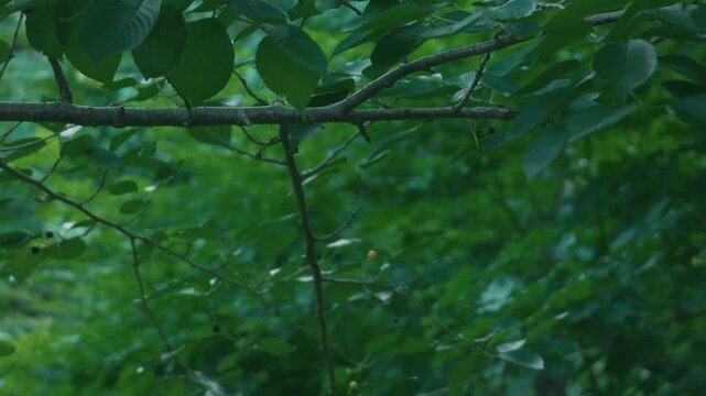 Small branch with black cherries
