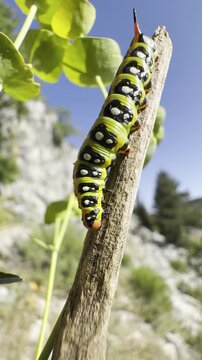 Vibrant yellow and black caterpillar climbing a branch against a blue sky background