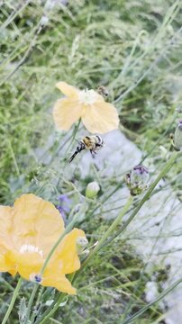Close-up: Massive Honeybee Collecting Pollen from Delicate Orange Petals