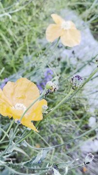 Detailed Footage: Giant Bee Deep Inside Orange Poppy Flower Collecting Pollen