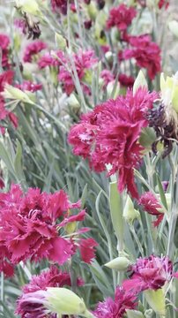 Close-Up of Wine-Colored Burgundy Carnation Flowers in a Garden, Natural Floral Concept