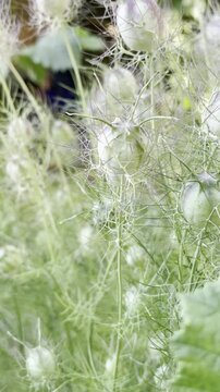 Macro Close-Up of Blooming Nigella Sativa Plant
