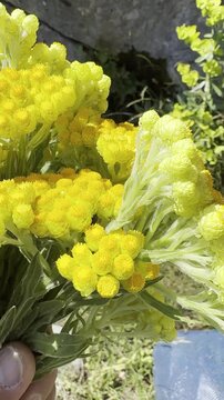 Detailed Vertical Shot of Helichrysum Arenarium
