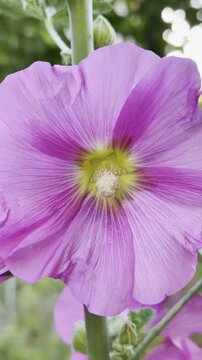Close-up Vertical Video of a Vibrant Pink Hollyhock Flower Blooming in Nature