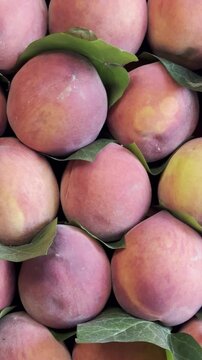 Close-up of Delicious Juicy Peaches Arranged at a Fruit Stand