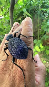 Exploring Nature: Large Carabus Scabrosus Beetle on Human Palm