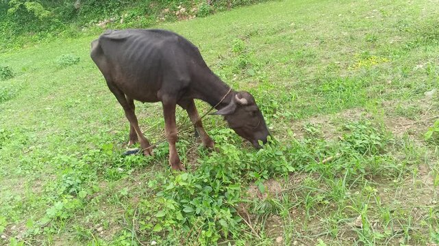 Domestic buffalo calf grazing on green grass in a rural field.