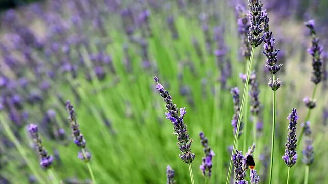 Purple lavender flower spikes bloom in close up in a summer field, an aromatic and fragrant botanical scene with soft natural light.