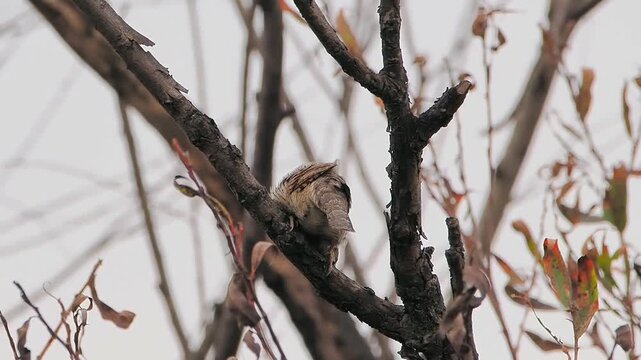 Side view of a wild Eurasian Wryneck bird with cryptic camouflaged plumage perched on a bare tree branch against a pale sky