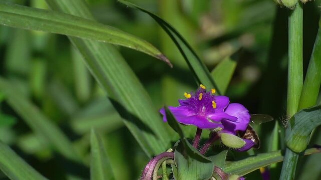 Close-up macro video of a hard-working honeybee harvesting nectar and pollen from a bright purple spiderwort (Tradescantia) blossom. The bee is actively moving on the petals, with visible bright yello