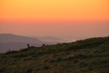 zwierzęta, przyroda, natura, krajobraz, góry, wschód słońca. dzikie zwierzęta © Adrian Jaśpiński