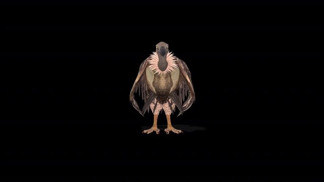 Vulture idle