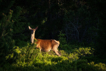 zwierzęta, przyroda, natura, krajobraz, góry, wschód słońca. dzikie zwierzęta © Adrian Jaśpiński