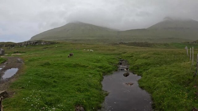 Sheep grazing on green pasture next to a small stream, Faroe Islands