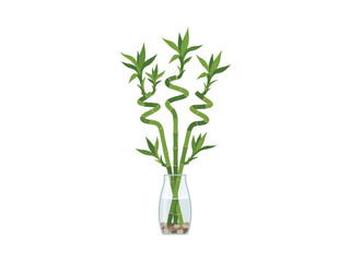 Fototapeta premium Green lucky bamboo stalks vase decoration