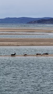 Seals resting in Gweebarra bay by Portnoo - County Donegal, Ireland