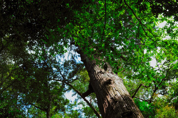 Fototapeta premium Ancient Sacred Cedar Reaching Toward the Sky at Ise Grand Shrine Geku, Japan