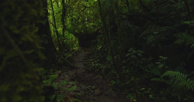 Dark forest with muddy rocky path winding through dense ancient jungle undergrowth