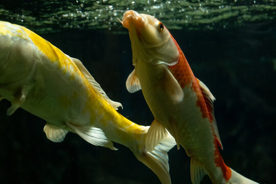 Red and White Koi Carp Swimming Beside Golden Fish Under Clear Water