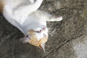 Obraz premium White and Orange Domestic Cat Sitting Outdoors in Natural Garden