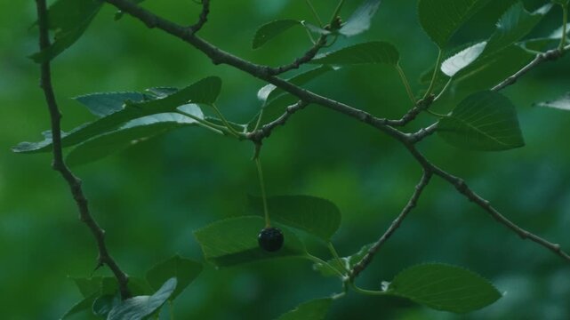 Small branch with black cherries